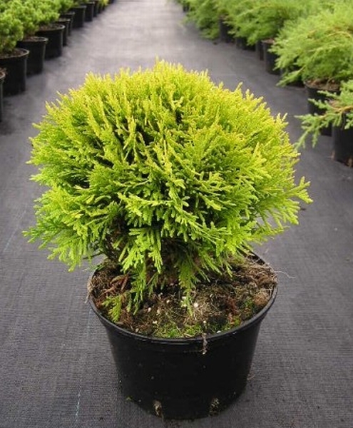 Туя западная Мириам